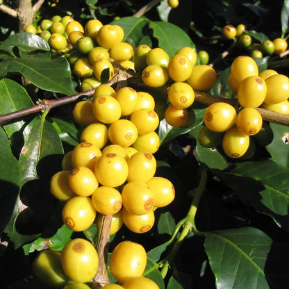 "Low Caf" aus Brasilien, Daterra von Friedhats